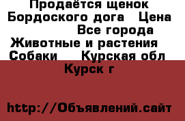 Продаётся щенок Бордоского дога › Цена ­ 37 000 - Все города Животные и растения » Собаки   . Курская обл.,Курск г.